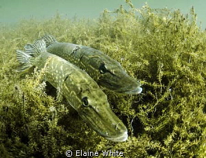 Pair of courting pike in Wraysbury Dive Site. Natural light by Elaine White 